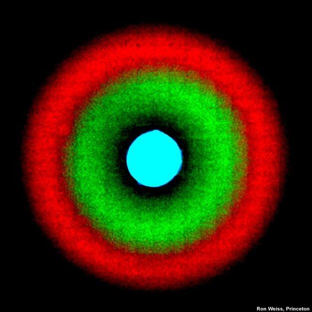050428_bacteria_bullseye_02.jpg
