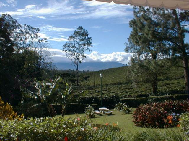Coffee_plantation.jpg