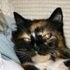 HomewardBoundKittyTN.jpg