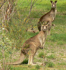 Kangarooburger.jpg