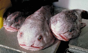 alienfish.jpg