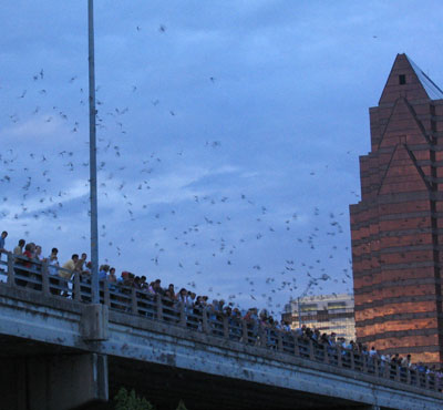 austin bats.jpg