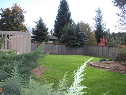 backyard.jpg