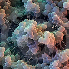 bacteriasdaysarenumberedTN.jpg