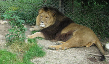 barbarylion.jpg