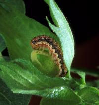 bollworm.jpg
