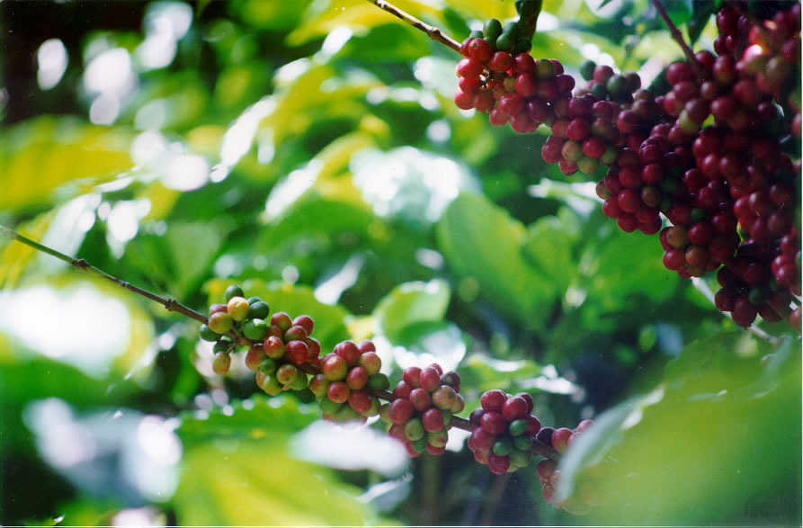 coffee_beans.jpg