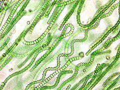 cyanobacteria.jpg