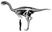 dinobird.jpg