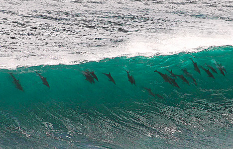 dolphinsDM_468x300.jpg