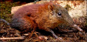 elephantshrew.jpg