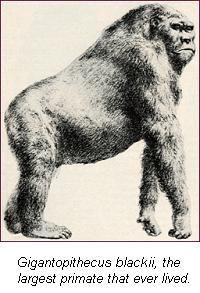 gigantopithecus_blackii2.JPG