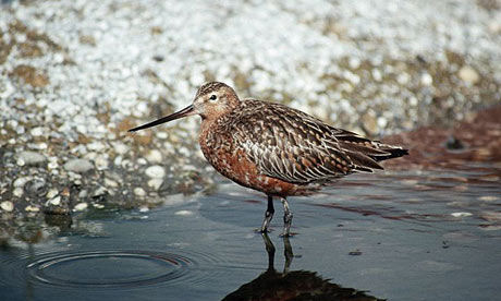 godwit.jpg