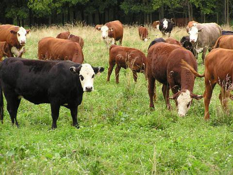 herdofcows.jpg