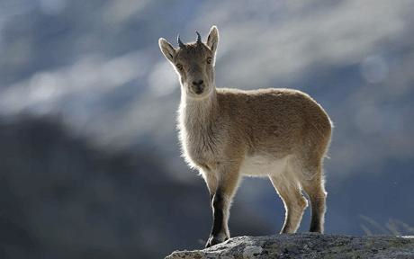 ibex.jpg