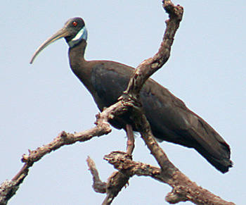 ibis.jpg