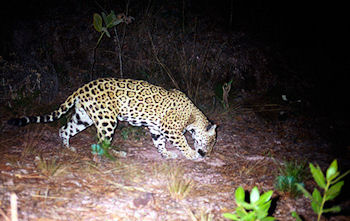 jaguarisback.jpg