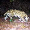 jaguarisbackTN.jpg