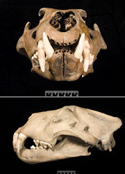 lionskulls.jpg