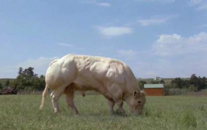 myostatin inhibited bull.JPG