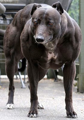 myostatin inhibited dog.jpg