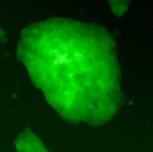 newstemcells.jpg