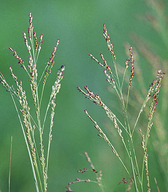 switchgrass.jpg