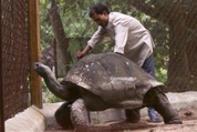 capt.xbd10303231550.india_tortoise__xbd103.jpg